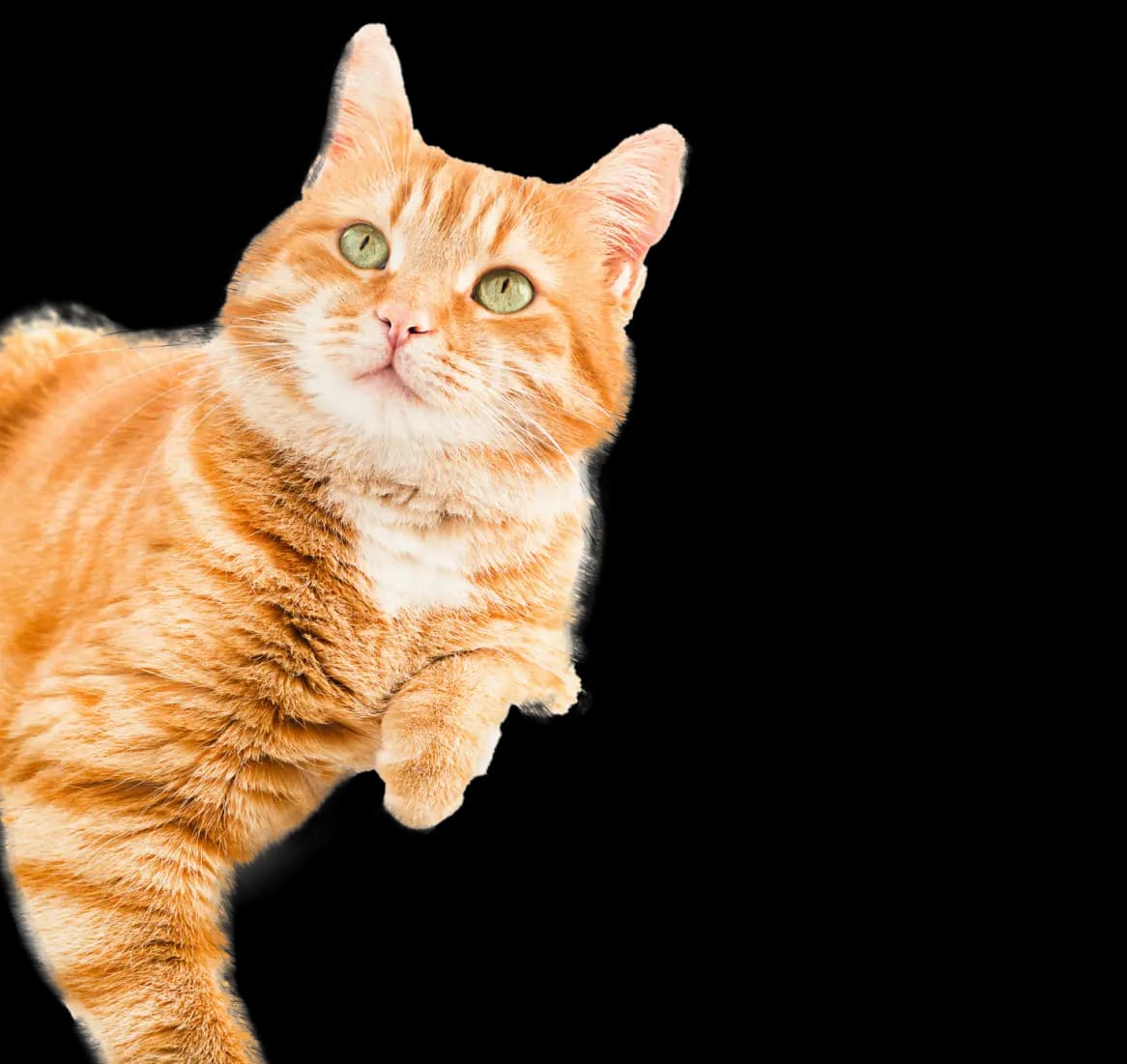 A cute cat